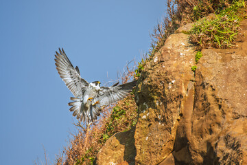 Peregrine falcon before landing on a cliff in Taiwan