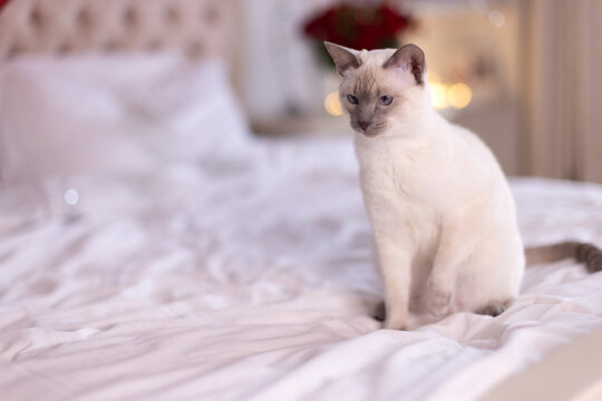 Elegant Siamese Beauty: A Graceful Cat in the Bedroom