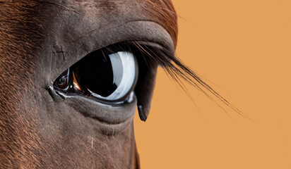 Beautiful horse eye with long eyelashes close up