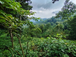 Forest trees with view from above, rainforest ecosystem and healthy environment concept and background, Green tree forest view texture from above.