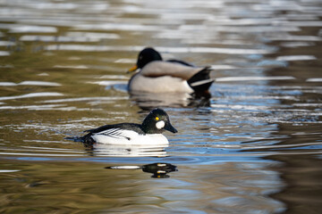 Common Goldeneye and Mallard Floating on a Reflective Lake
