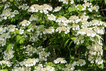 Beautiful branches with inflorescences of white flowers of blooming viburnum opulus on dark green...