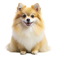Cute Pomeranian Puppy Dog
