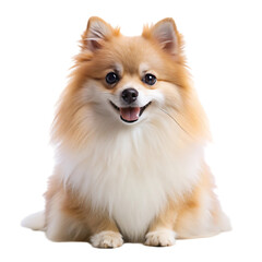 Obraz premium Adorable Pomeranian Puppy
