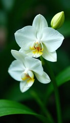 Obraz premium Close-up of tropical orchid white set with lush green foliage, foliage, plant