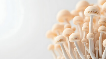 Mushrooms growing on a white background, close-up of mushrooms
