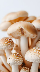 Mushrooms growing on a white background, close-up of mushrooms
