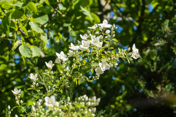 Many flowers bloom on branches on jasmine bush Jasmine Philadelphus lewisii on blurred green background. Sunny spring garden. Selective focus close up. Nature photography. Floral landscape