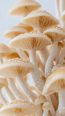 Mushrooms growing on a white background, close-up of mushrooms
