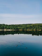 Ducklings swimming after a mother duck in the picturesque lake surrounded by a forest in Karelia. An abandoned marble quarry.