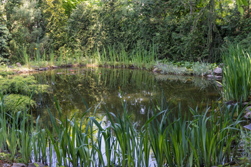 Magic pond is located in evergreen landscaped garden. Spruce, thuja and other evergreen plants on shore are reflected in water surface of pond. Atmosphere of relaxation, calm and happiness