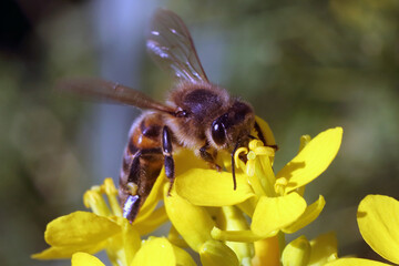 the bee on the yellow flower of the turnip top