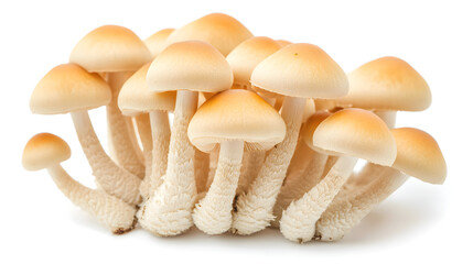 Mushrooms growing on a white background, close-up of mushrooms
