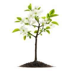 Obraz premium Blossoming white flowering tree nature close-up garden
