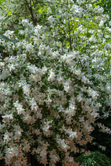 Large bush of mock orange or jasmine Philadelphus lewisii blooms against blurred dark background. Sunny spring garden. Selective focus close up. Nature photography. Floral landscape for any wallpaper.