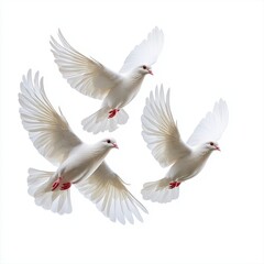 Obraz premium Three majestic white doves gracefully flying in a clear blue sky with wings spread wide, symbolizing peace and freedom
