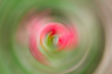 Vibrant swirls of color in a blossoming rose garden during springtime