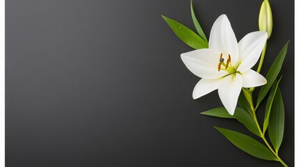 Obraz premium Elegant White Lily Flower with Green Leaves on Dark Background