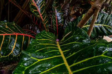 A close-up picture of an amazingly beautiful garden croton, Croton variegatum in a tropical jungle environment. It is a species of Codiaeum © Dan