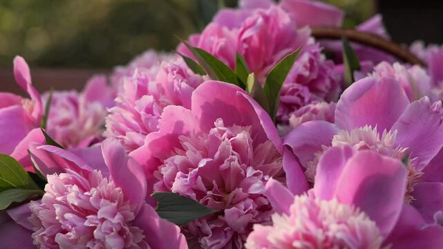 pink peonies close up