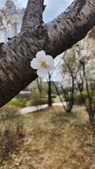 One cherry blossom from the tree