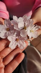 Beautiful cherry blossoms on my hand