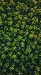 Aerial view of lush green forest canopy with dense foliage, textures of sunlight and shadows. Nature and ecology concept
