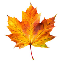 Fototapeta premium Single Autumn Maple Leaf Orange Red Fall Nature art tree park black plant image brown crisp vivid 