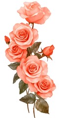 Delicate Coral and Peach Roses Watercolor Bouquet