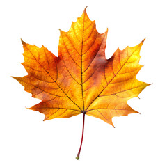 Obraz premium Single Autumn Maple Leaf Orange Yellow Fall Nature red art tree park black plant image macro woods 