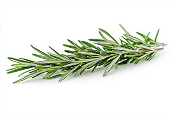 Fototapeta premium Fresh green sprig of rosemary isolated on a white background