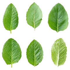 Obraz premium Assorted green leaves arranged neatly, vibrant textures with varied shapes, perfect for nature-themed projects or backgrounds. Isolated on white background or PNG