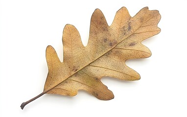 Fototapeta premium Single Dried Oak Leaf on White Background Autumn Nature Photography