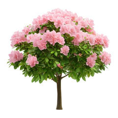 Blossoming tree, vibrant pink flowers, lush green leaves, perfect for spring themes, adds a fresh touch to any design. Isolated on white background or PNG