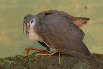 A white-breasted waterhen preys on a brown grasshopper. This long-legged bird has the scientific name Amaurornis phoenicurus.