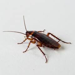 cockroach on white background