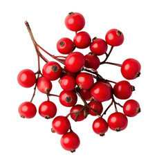 Vibrant red berries cluster, small round fruits on thin branches, ideal for seasonal decorations or culinary uses. Isolated on white background or PNG