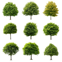 Collection of tree variations, diverse shapes and sizes, lush green foliage, perfect for environmental designs. Isolated on white background or PNG