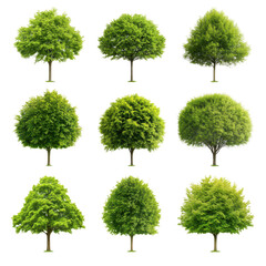 Assorted trees in grid layout, vibrant green foliage, natural patterns, ideal for eco-friendly designs and nature themes. Isolated on white background or PNG