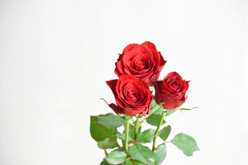 赤い薔薇