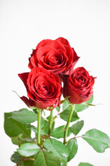 赤い薔薇