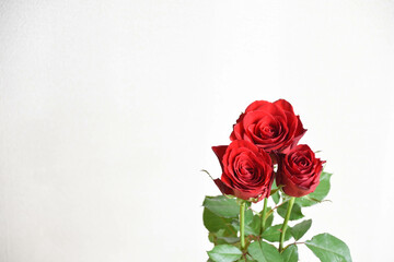 赤い薔薇