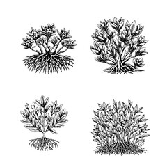 Mangrove (Rhizophora)