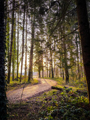 Obraz premium Sunbeams in the forest, spring moments