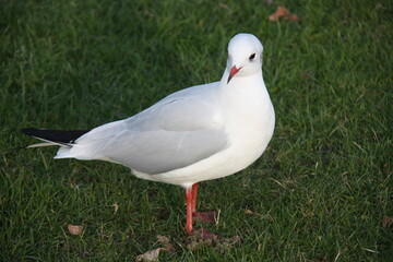 Mouette sur la pelouse