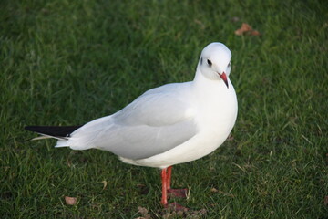 Mouette sur la pelouse