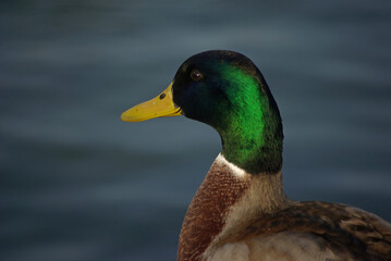 Anas platyrhynchos au bord du lac
