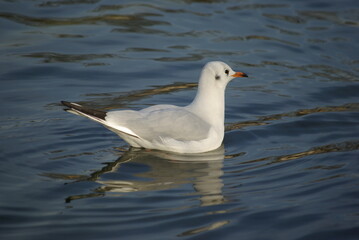 Mouette sur le lac