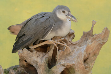 A white-breasted waterhen preys on a brown grasshopper. This long-legged bird has the scientific...