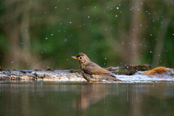 The song thrush (Turdus philomelos)